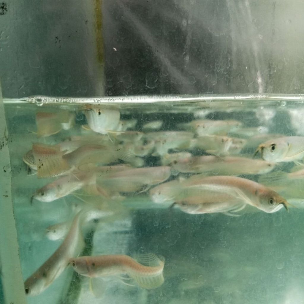 ikan arwana silver brazil