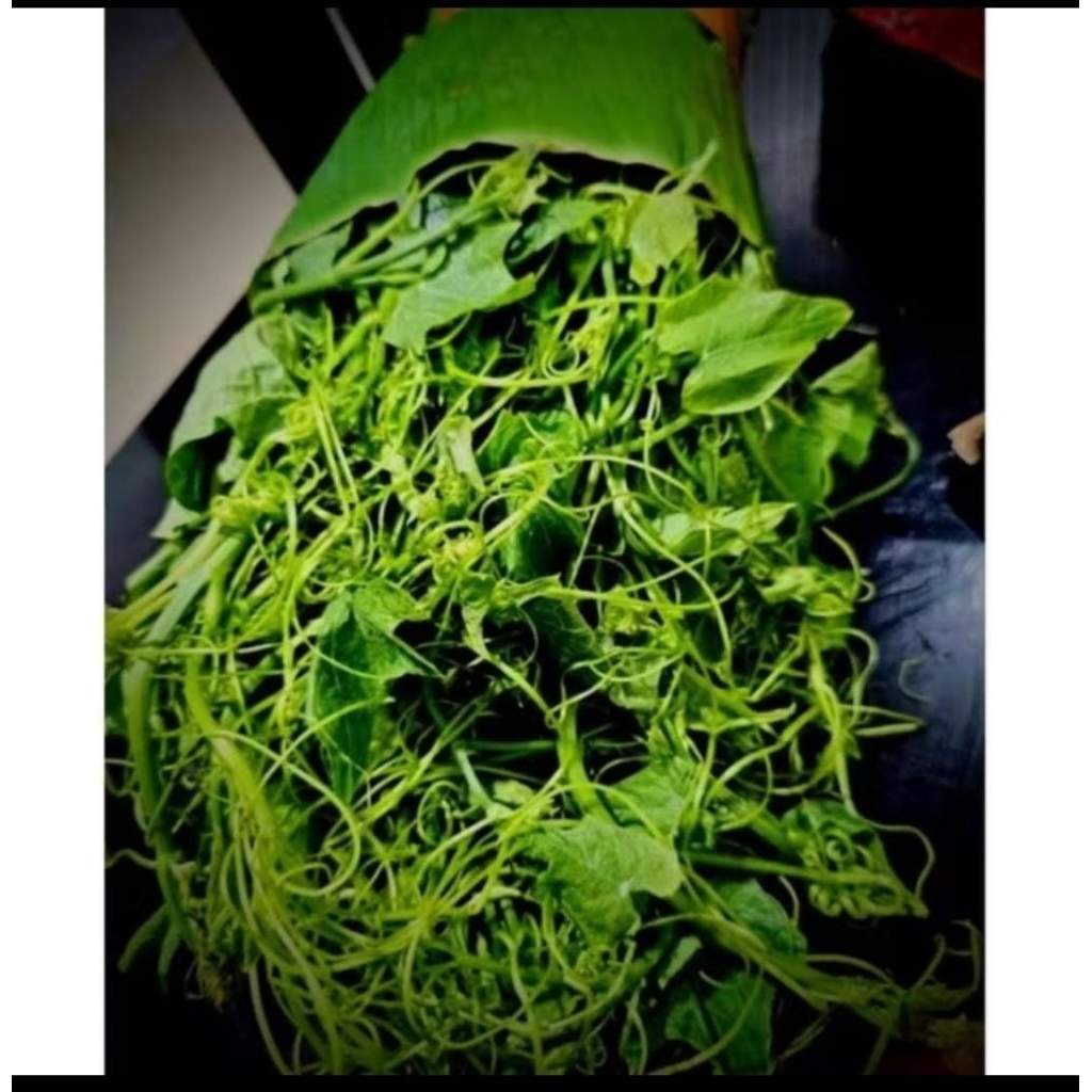 pucuk labu Siam segar