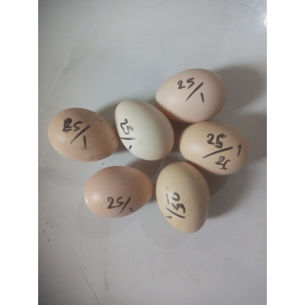 Telur Ayam Kampung - Elba