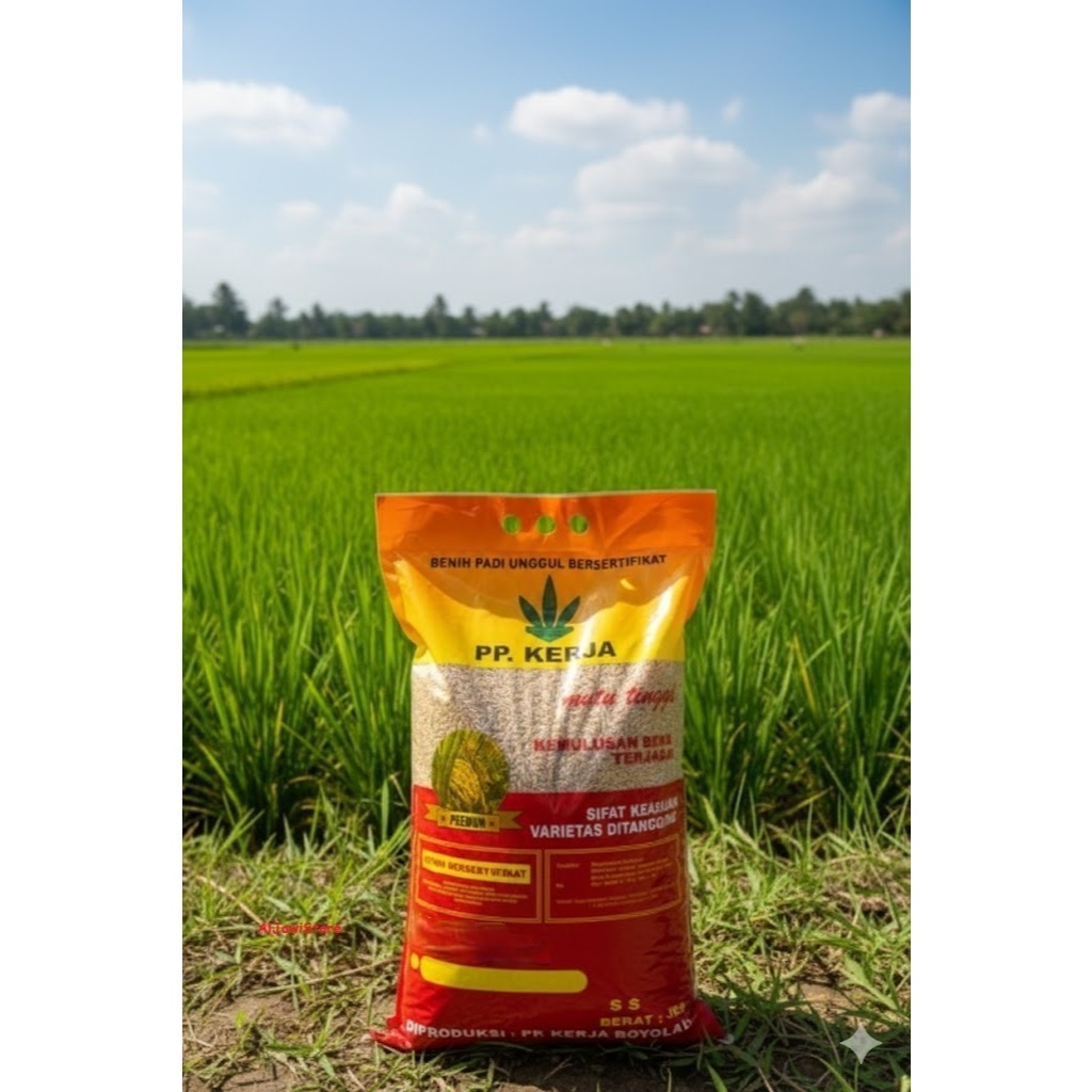 Benih Padi Murah Inpari Sidenuk Premium SS/BP Tahan Hama