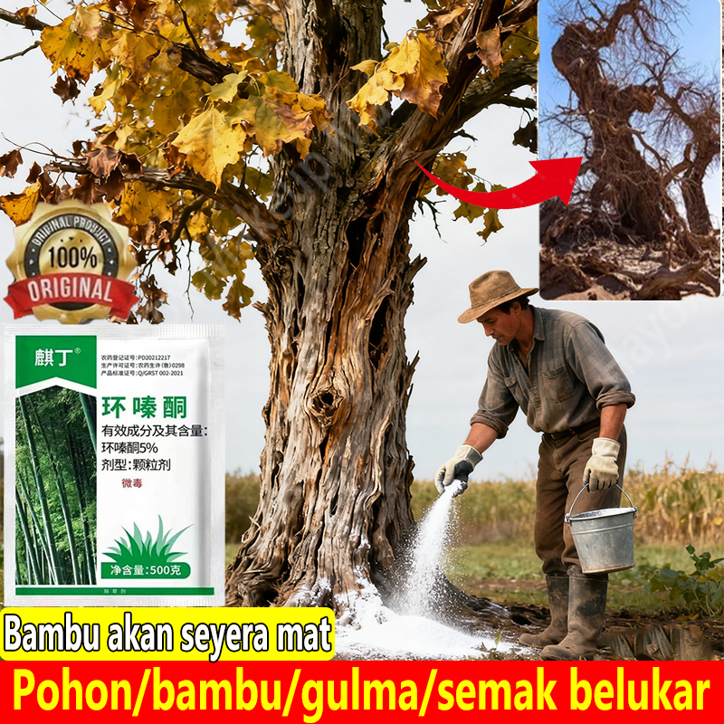 racun rumput paling ampuh herbisida pembunuh pohon besar racun bambu paling ampuh racun pohon bambu 