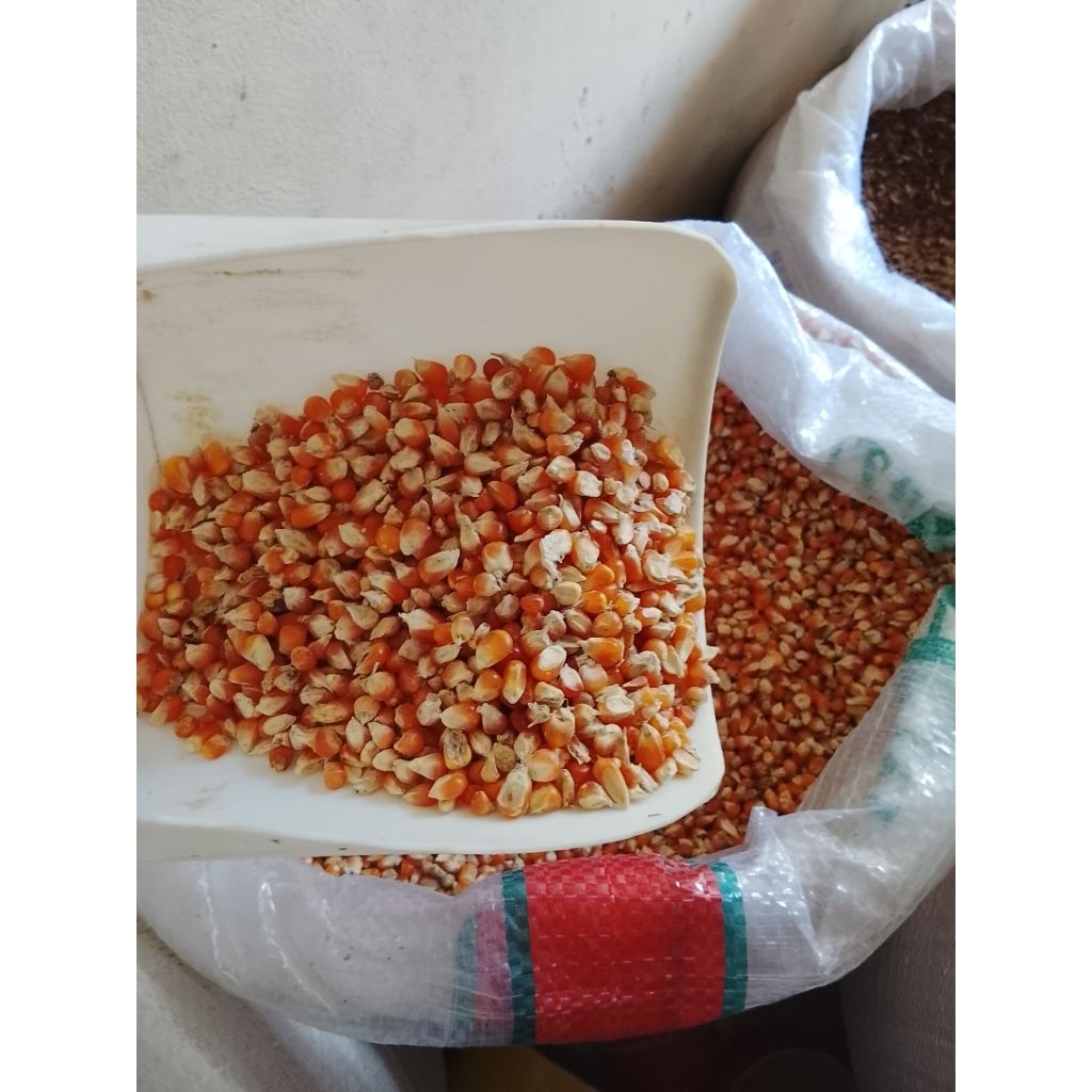 jagung kristal pakan burung merpati/dara