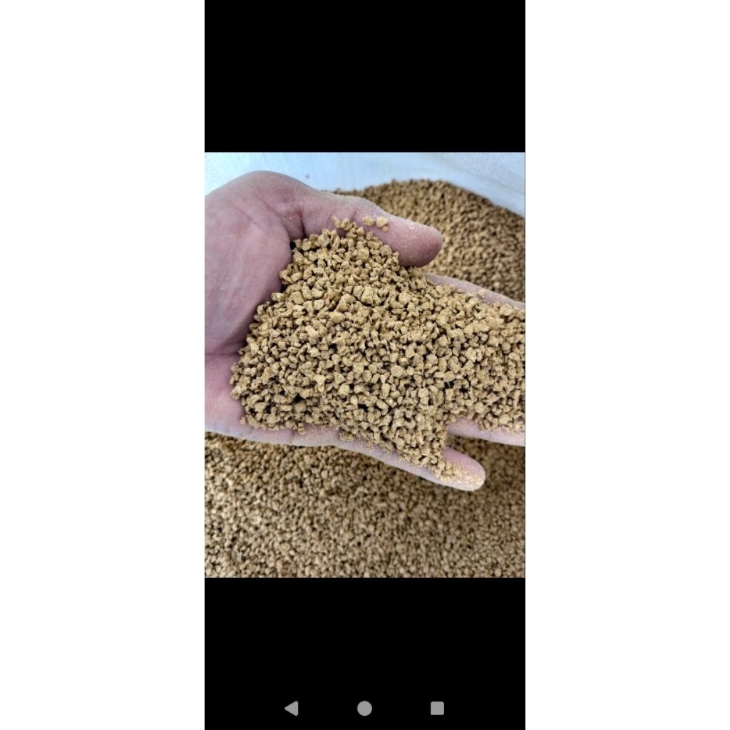 pour pakan ayam pedaging kampung.