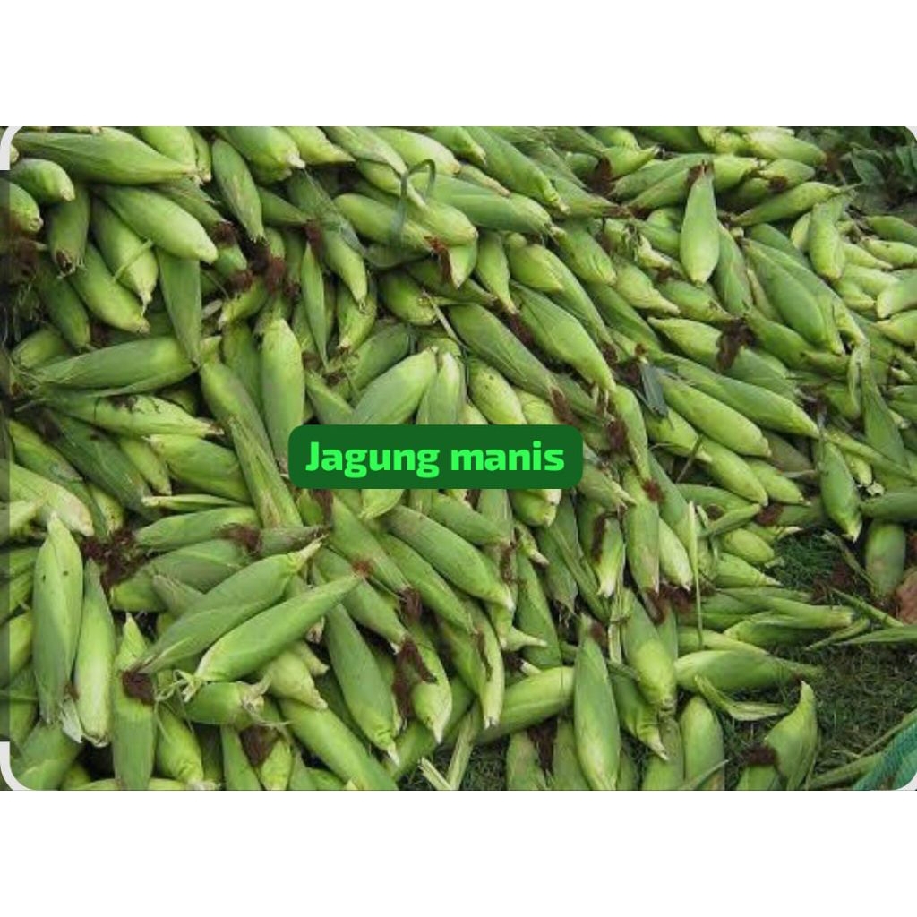 jagung MANIS,/1kg
