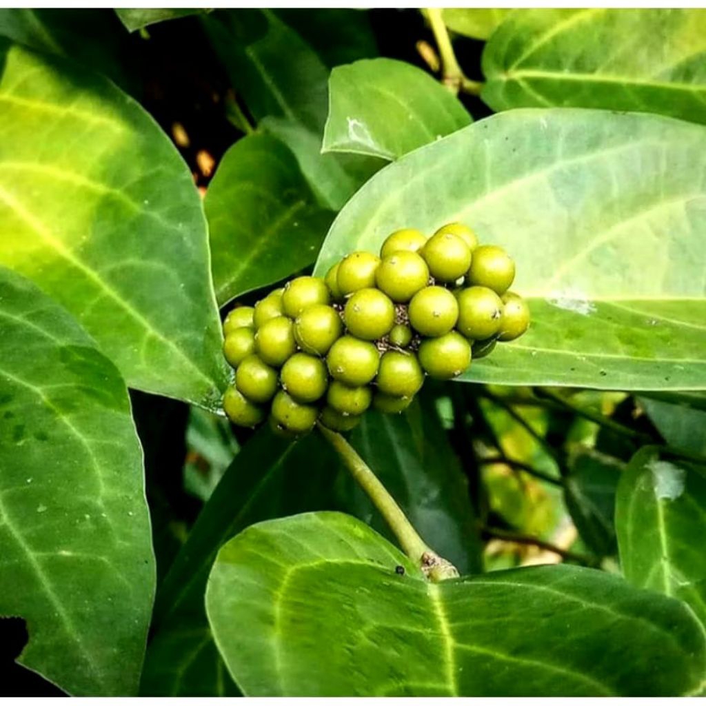 bibit rinu /kemukus unggulan