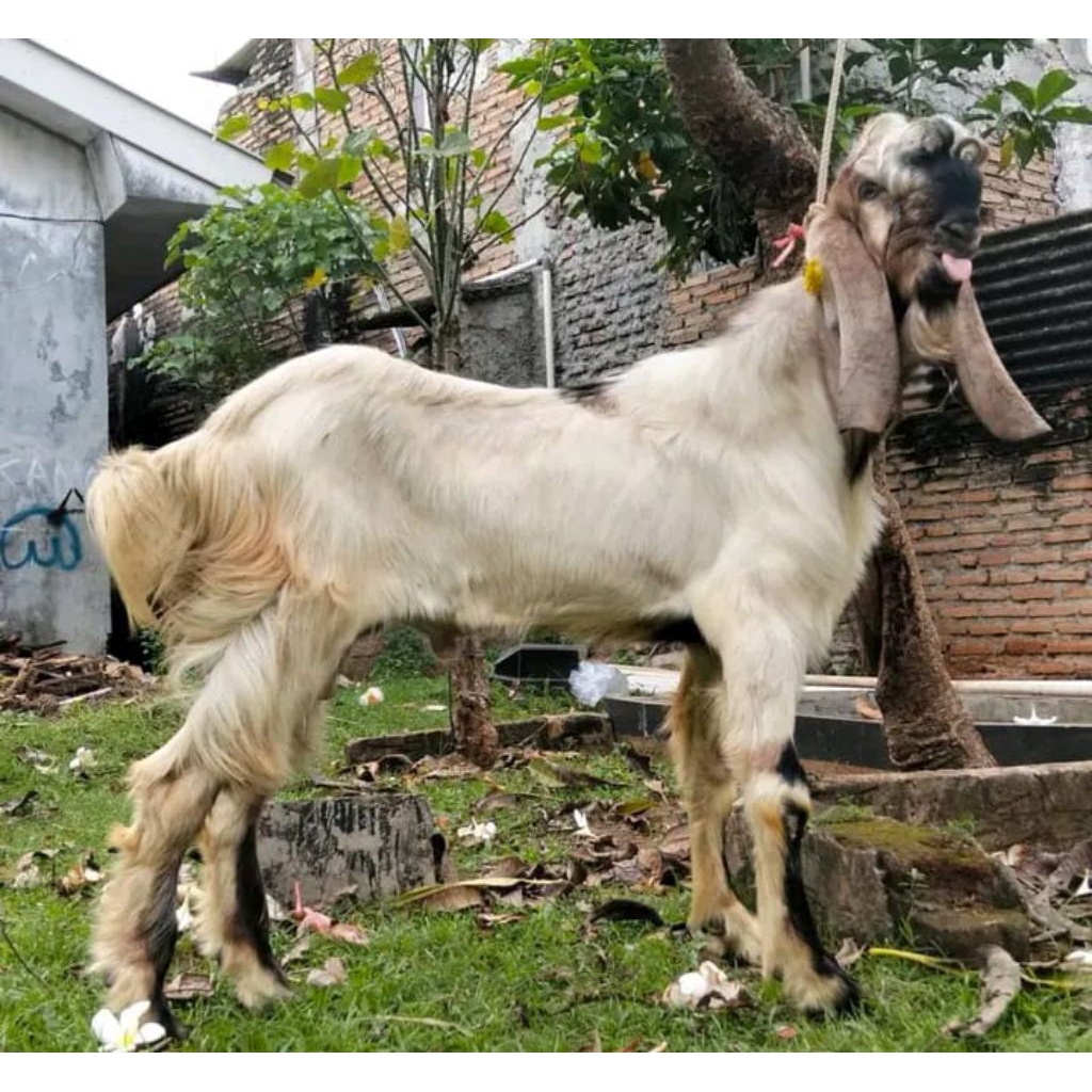 2 ekor kambing jantan / 2 ekor kambing betina untuk aqiqah free ongkir
