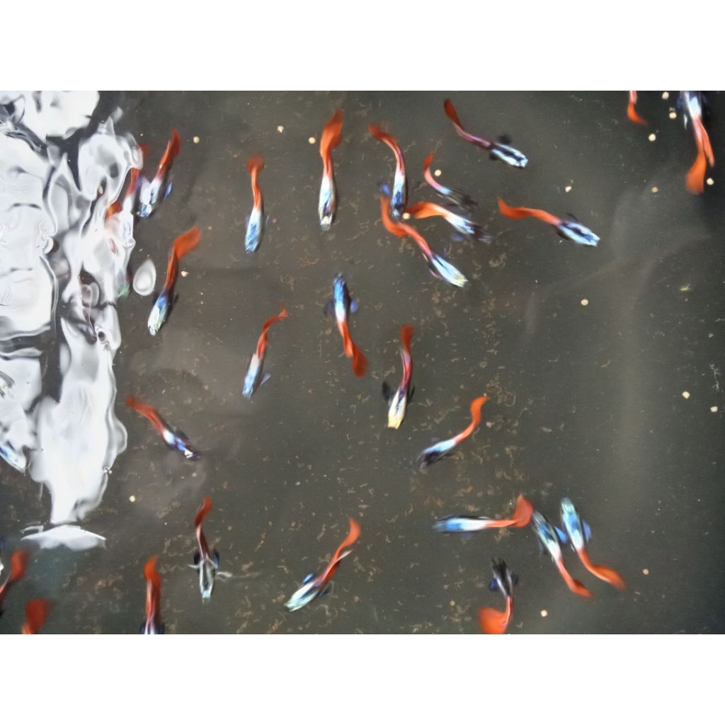 ikan Guppy prdte hm sepasang indukan
