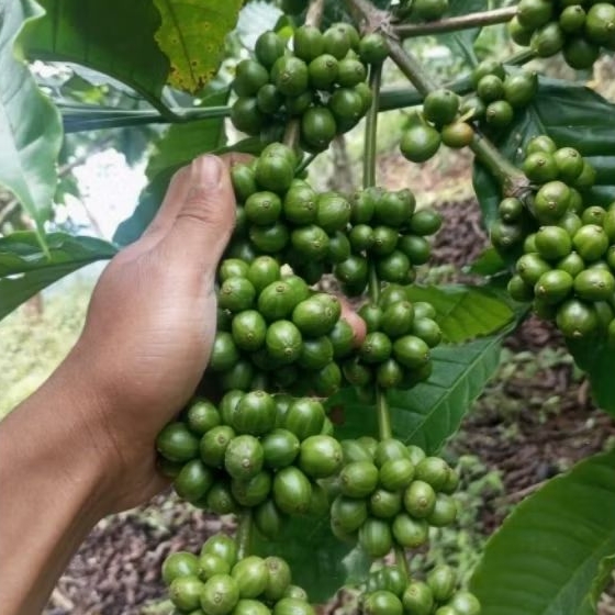 bibit kopi robusta asli lampung