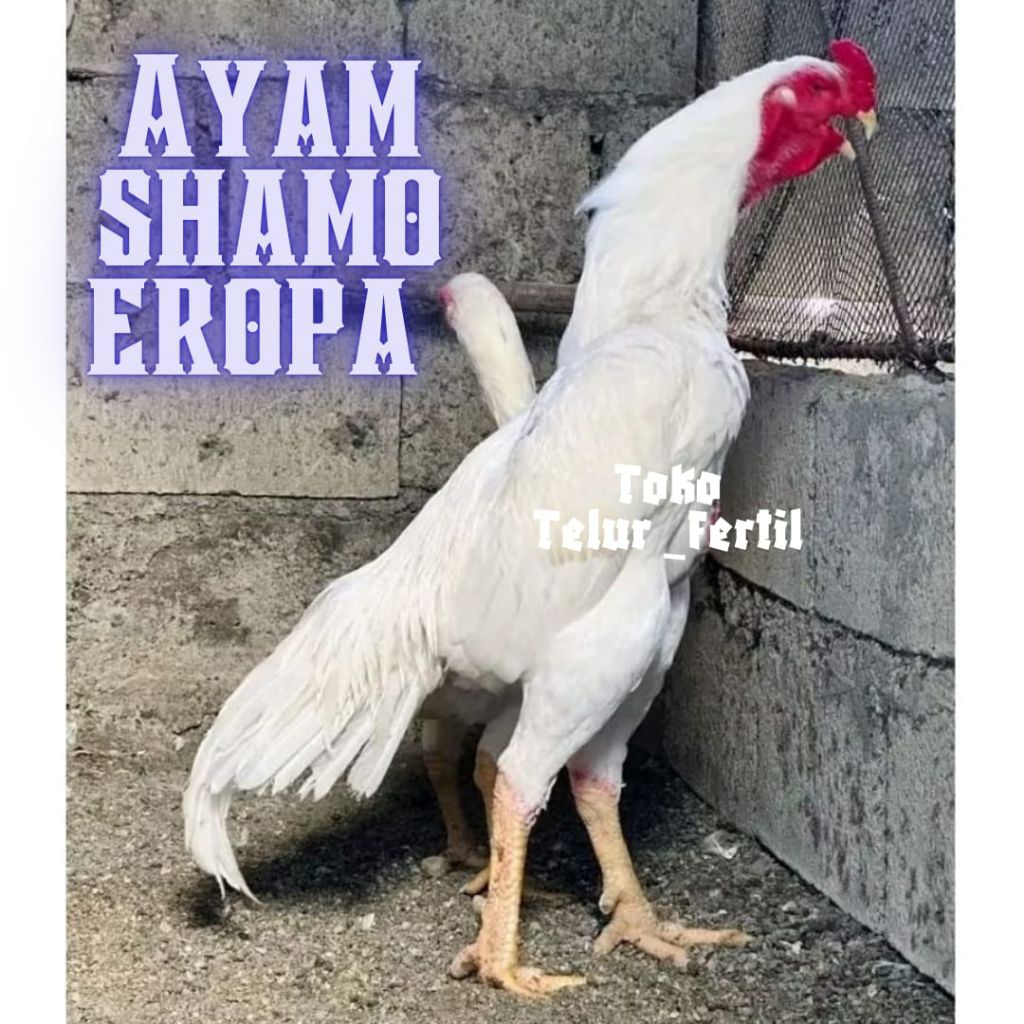 TELUR AYAM SHAMO EROPA ORIGINAL UNTUK DITETASKAN