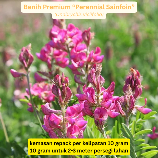 Benih Sainfoin Perennial Pakan Ternak Premium (Onobrychis viciifolia) untuk pakan ternak bernutrisi 