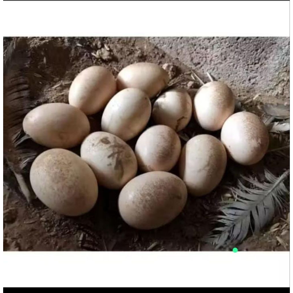 telur ayam shamo orii