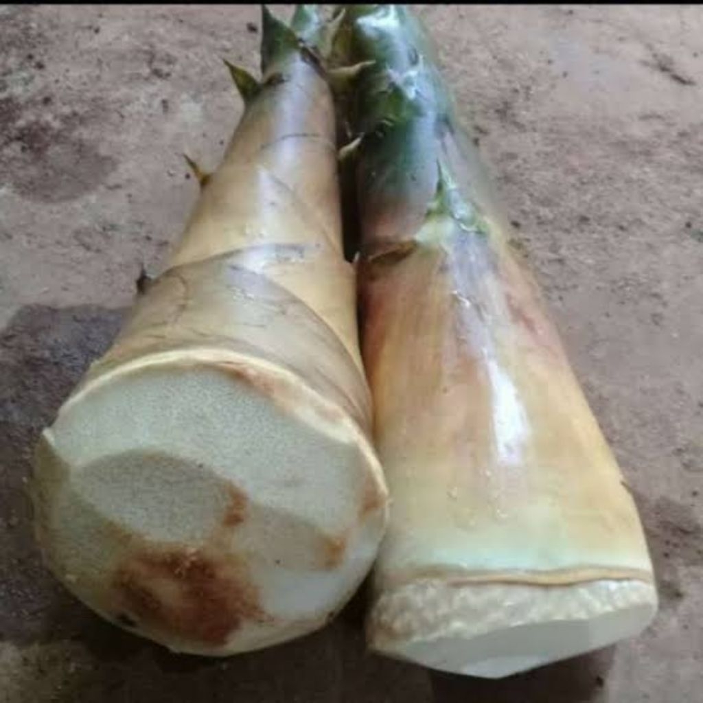 rebung bambu kuning / tunas bambu kuning obat