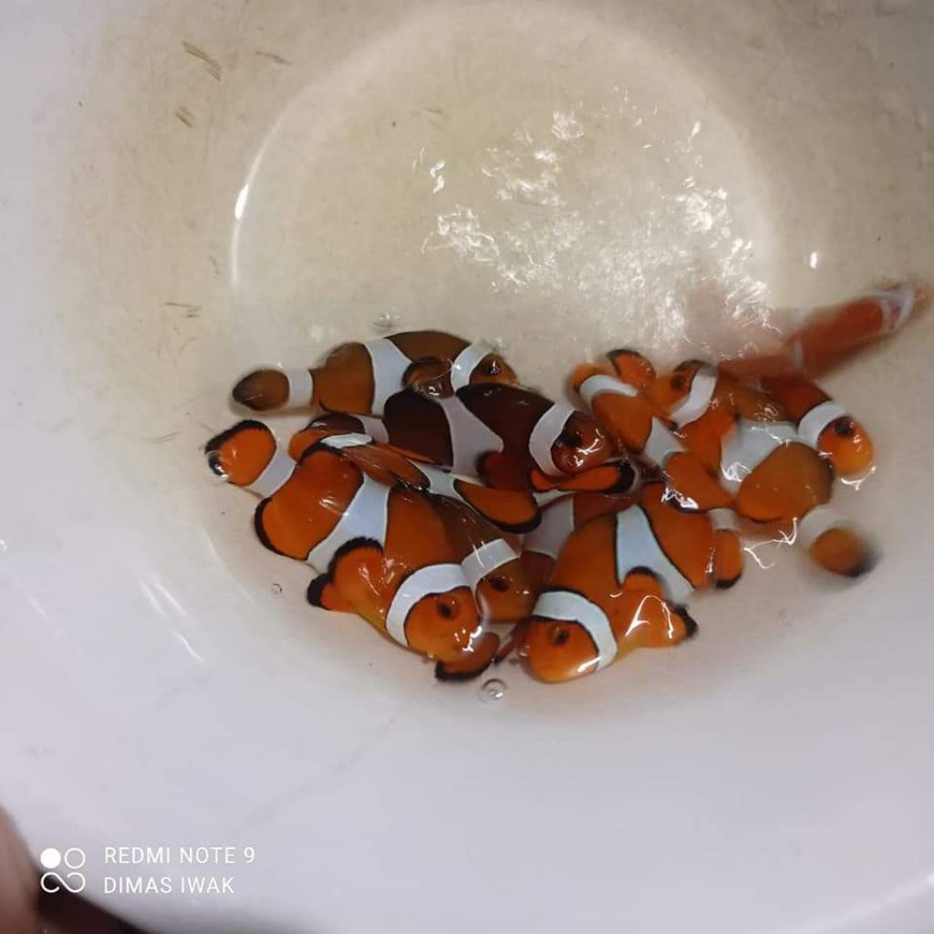 Ikan Hias Laut | Nemo | Amphiprion ocellaris
