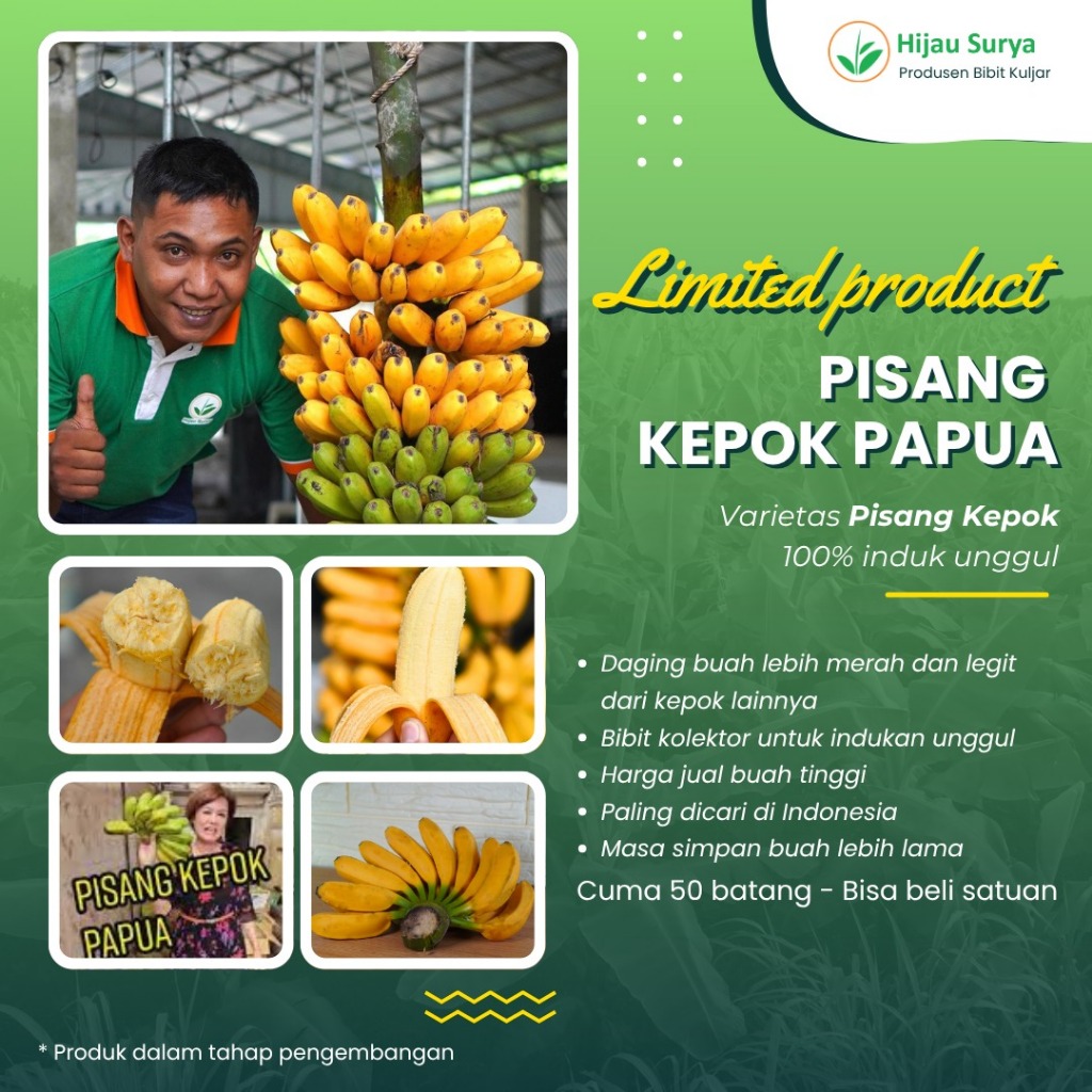 Bibit Pisang Kepok Papua Kultur Jaringan