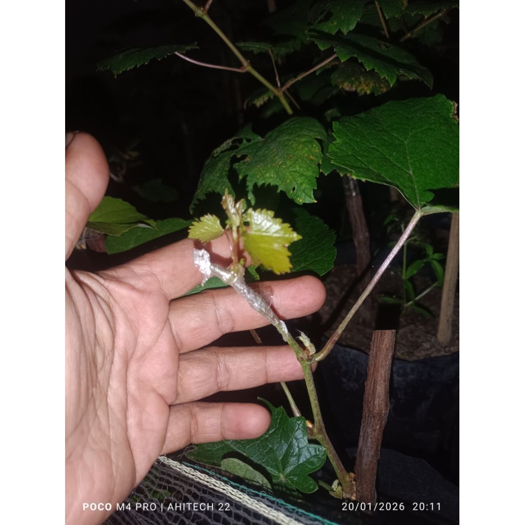 Bibit anggur import sambung pucuk
