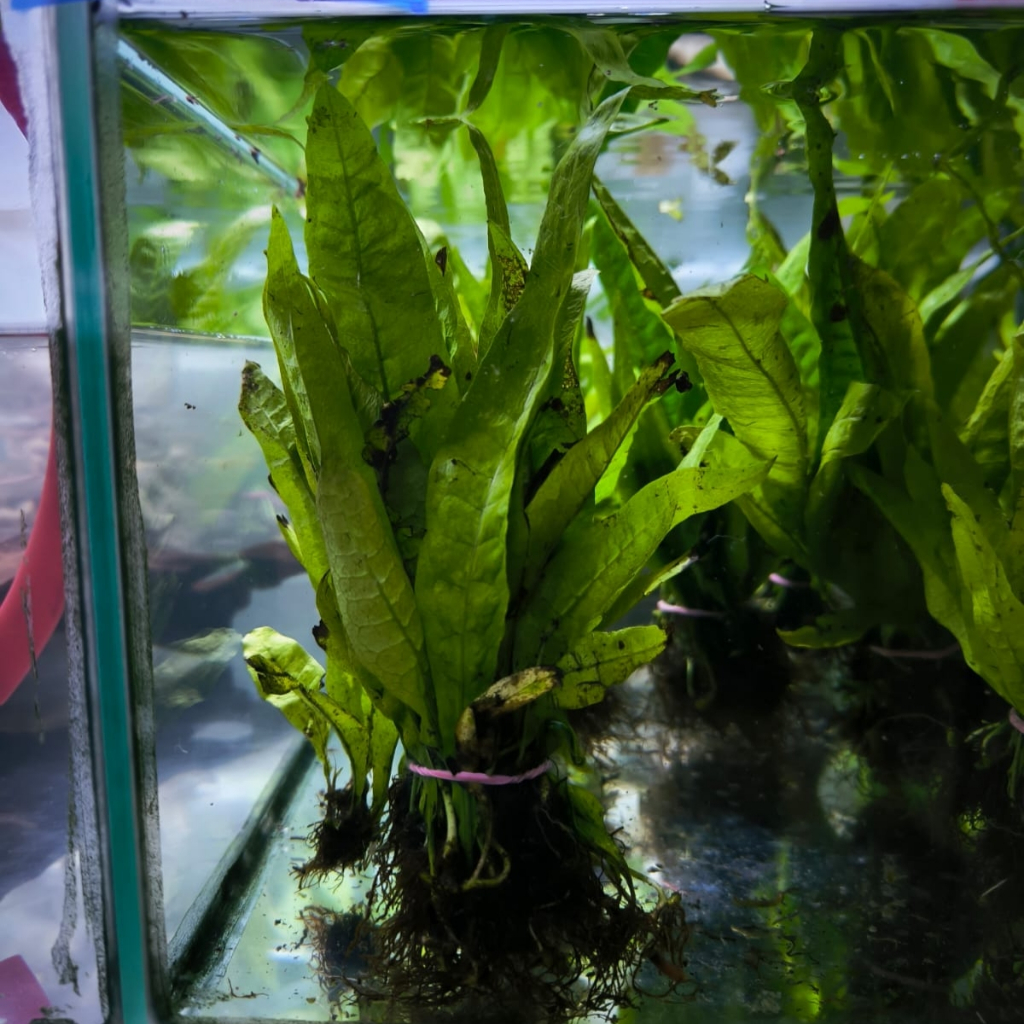 Kadaka Tanaman Air Tanaman Aquascape