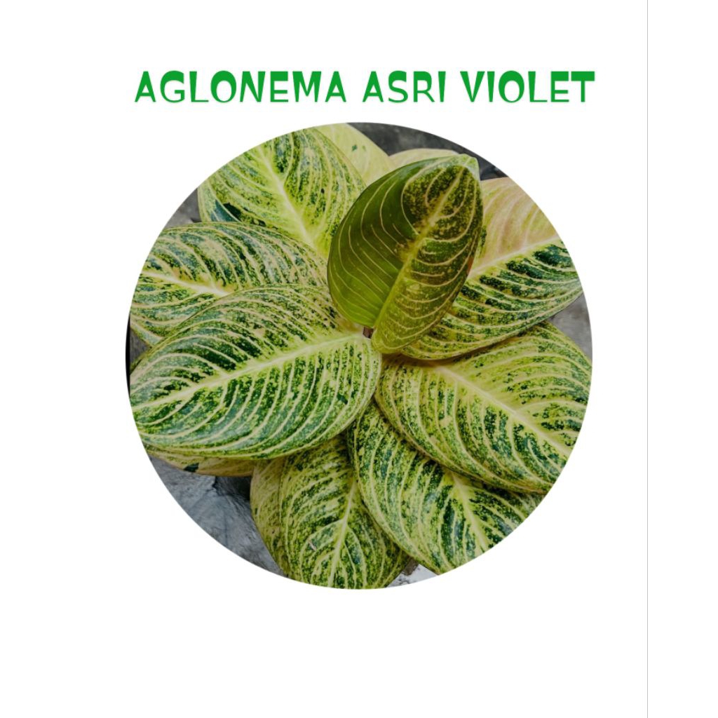 bibit "bonggol" aglonema asri violet - tanaman hias