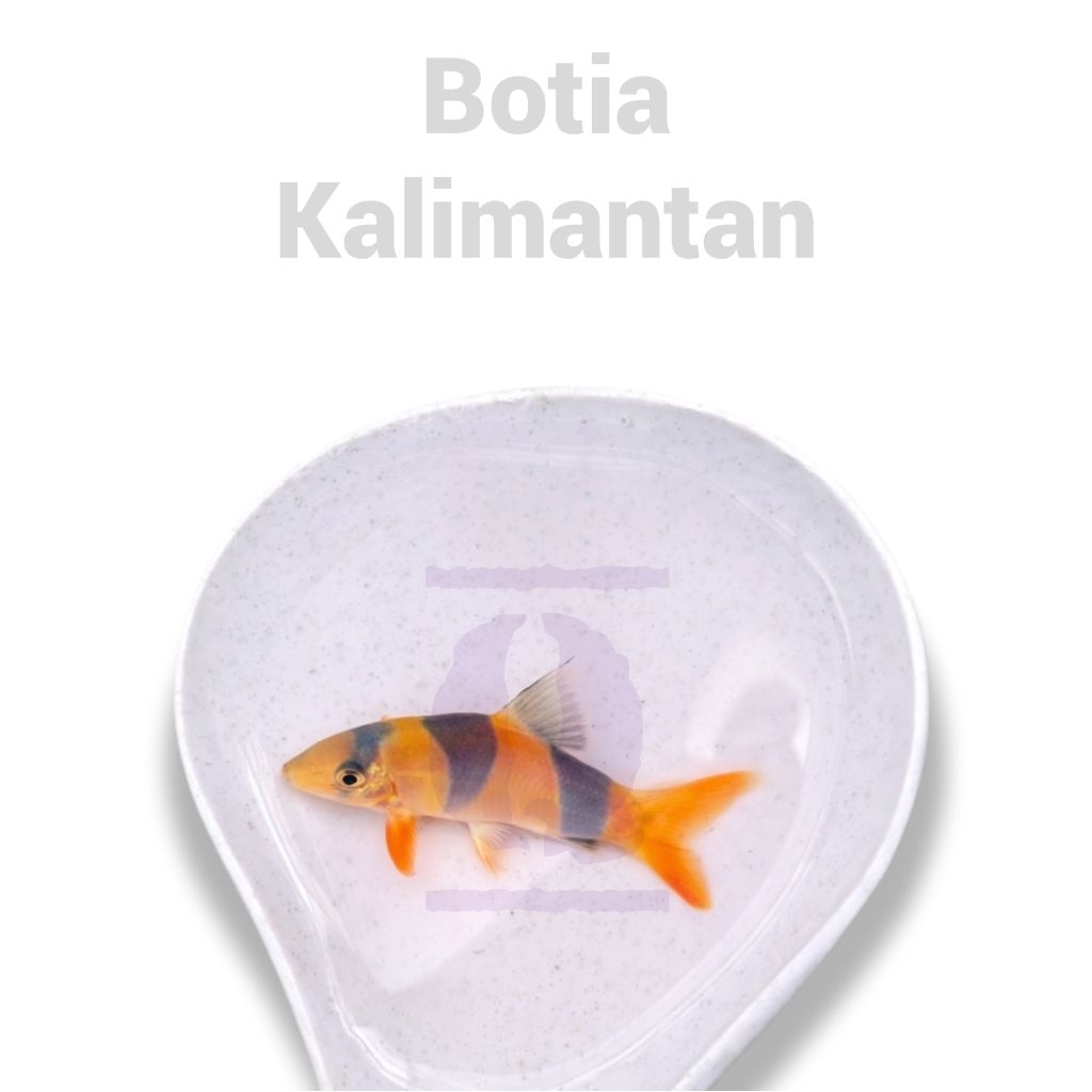 botia kalimantan hiasan aquarium aquascape