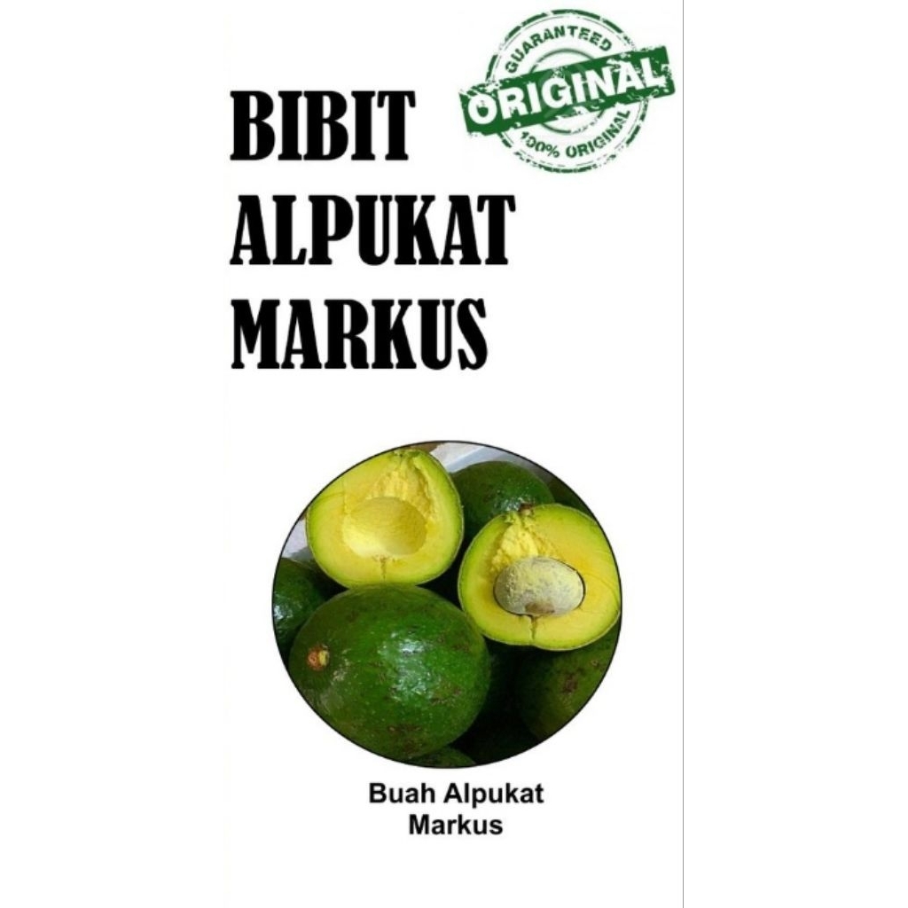 Bibit Alpukat Markus up 1,5 meter