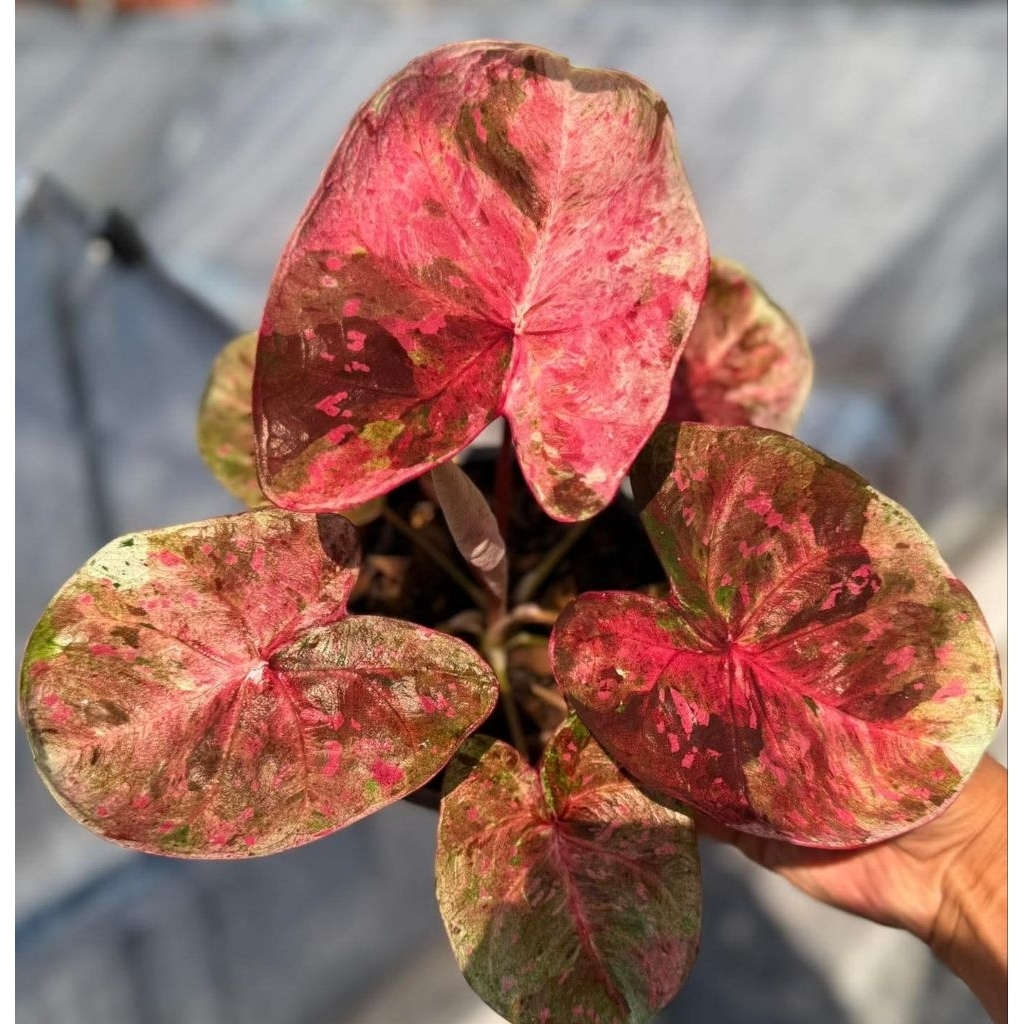 caladium hibrid Silangan thailand series