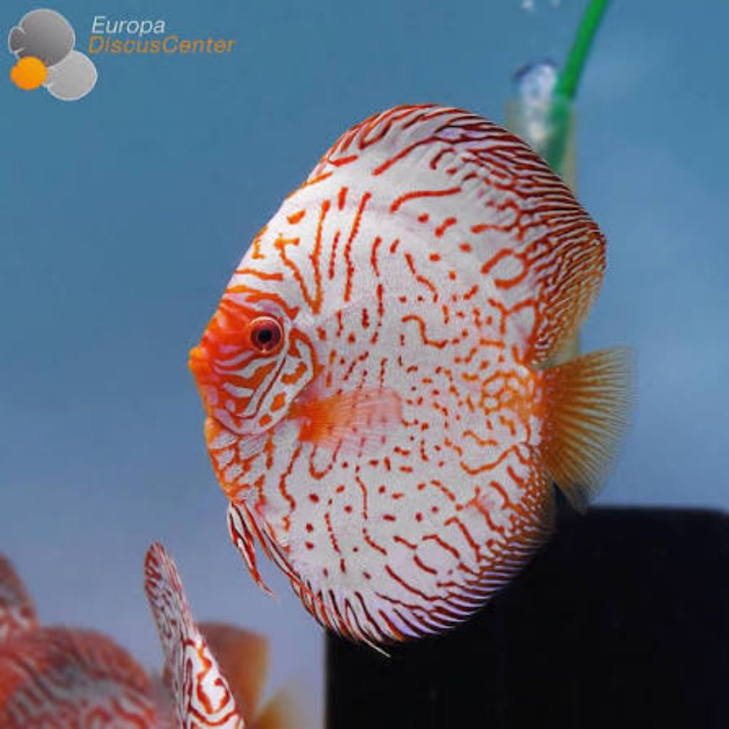 discus white mozaik hiasan elegan