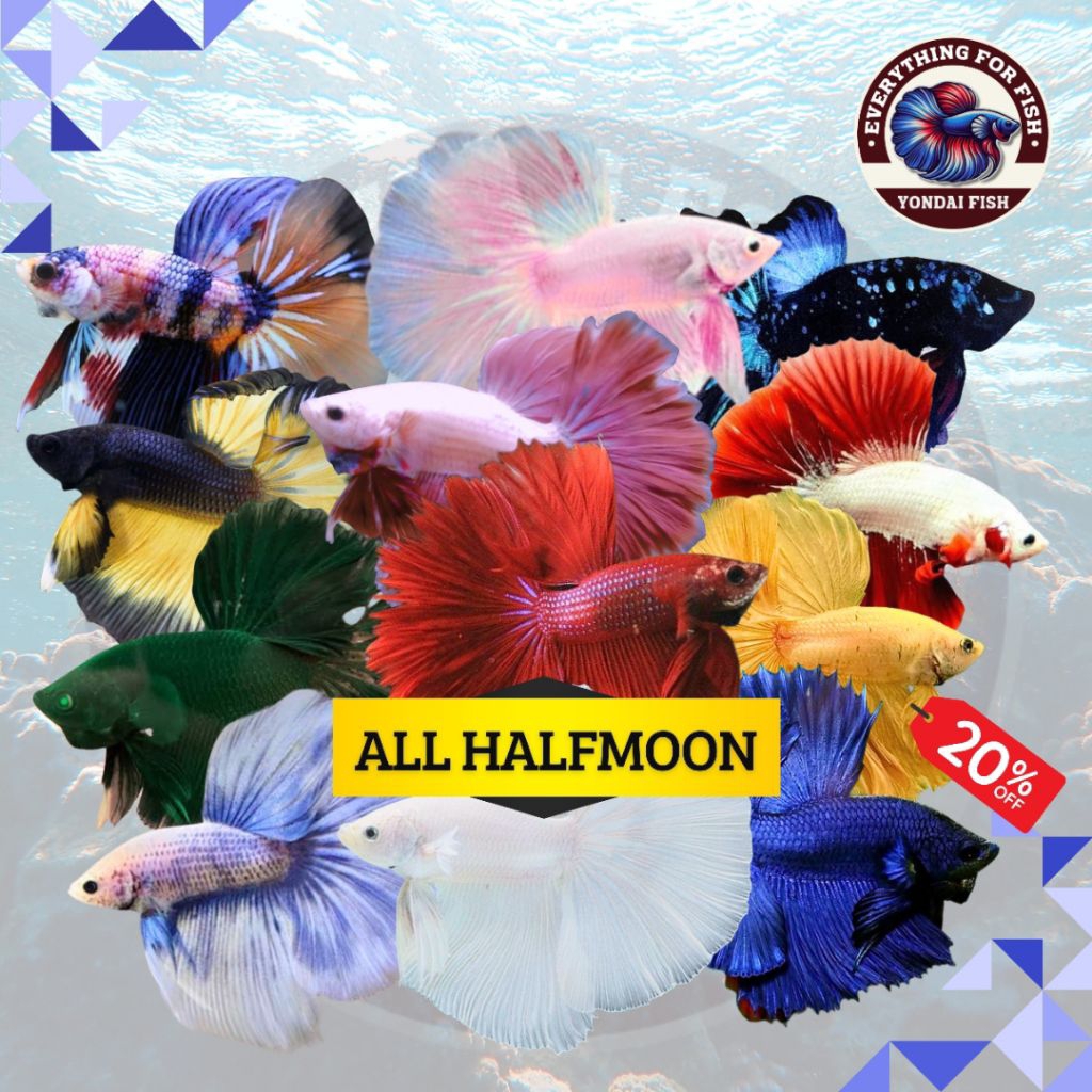 Cupang Halfmoon Semua Jenis | TOP GRADE | PINK | MASKOT | KUNING | PUTIH | BIRU | HIJAU | HULK