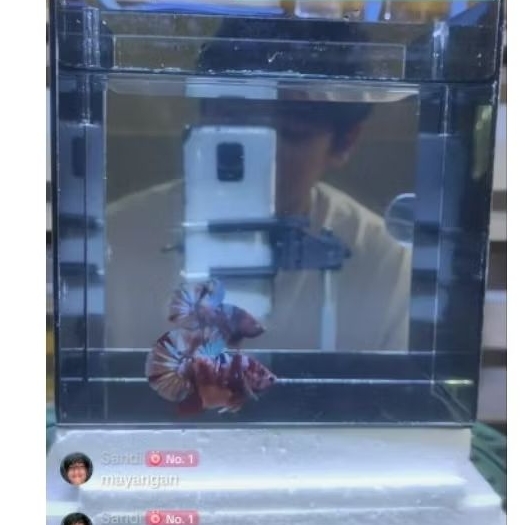 Ikan Cupang Multicolor