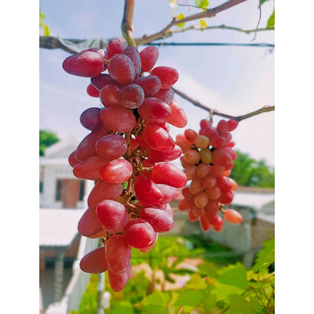 Promo Bibit Tanaman Buah Anggur Import Jenis Jupiter Super Unggulan dan Siap Tanam