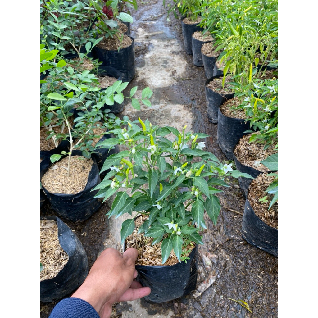 Bibit Tanaman Cabe Rawit Super / Cabai Rawit / Lombok Lalap