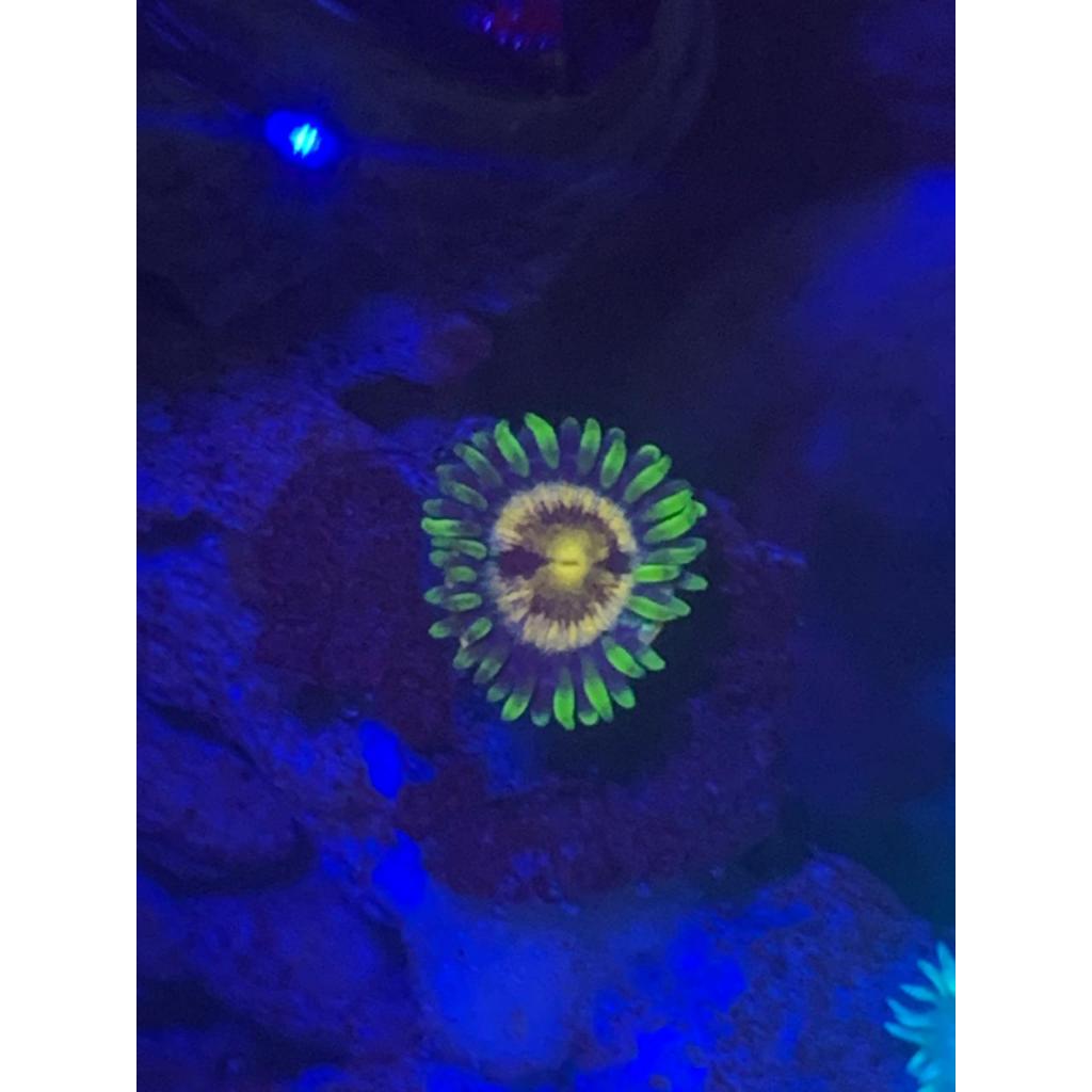 Koral / Coral Zoa Koloni
