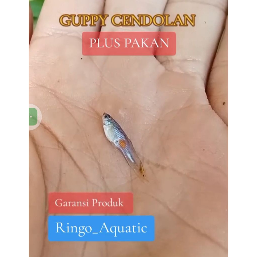 Cendolan paket 50 pcs guppy cere hiasan aquasecape plus pakan