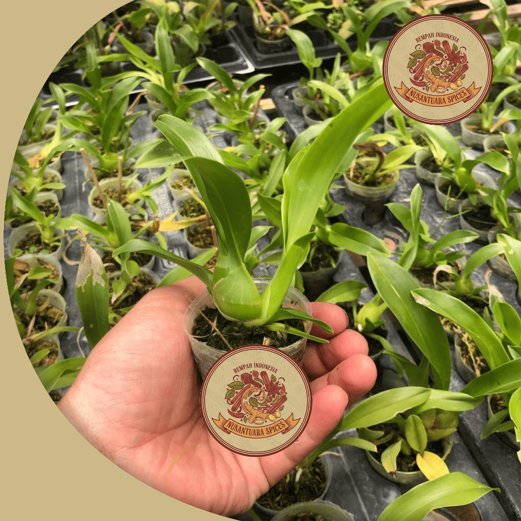 Anggrek Grammatophyllum Martae Seedling Dewasa