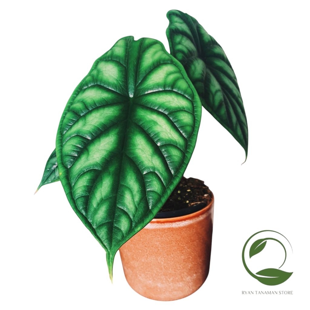 Tanaman Hias Alocasia Dragon Scale - Alocasia Hijau