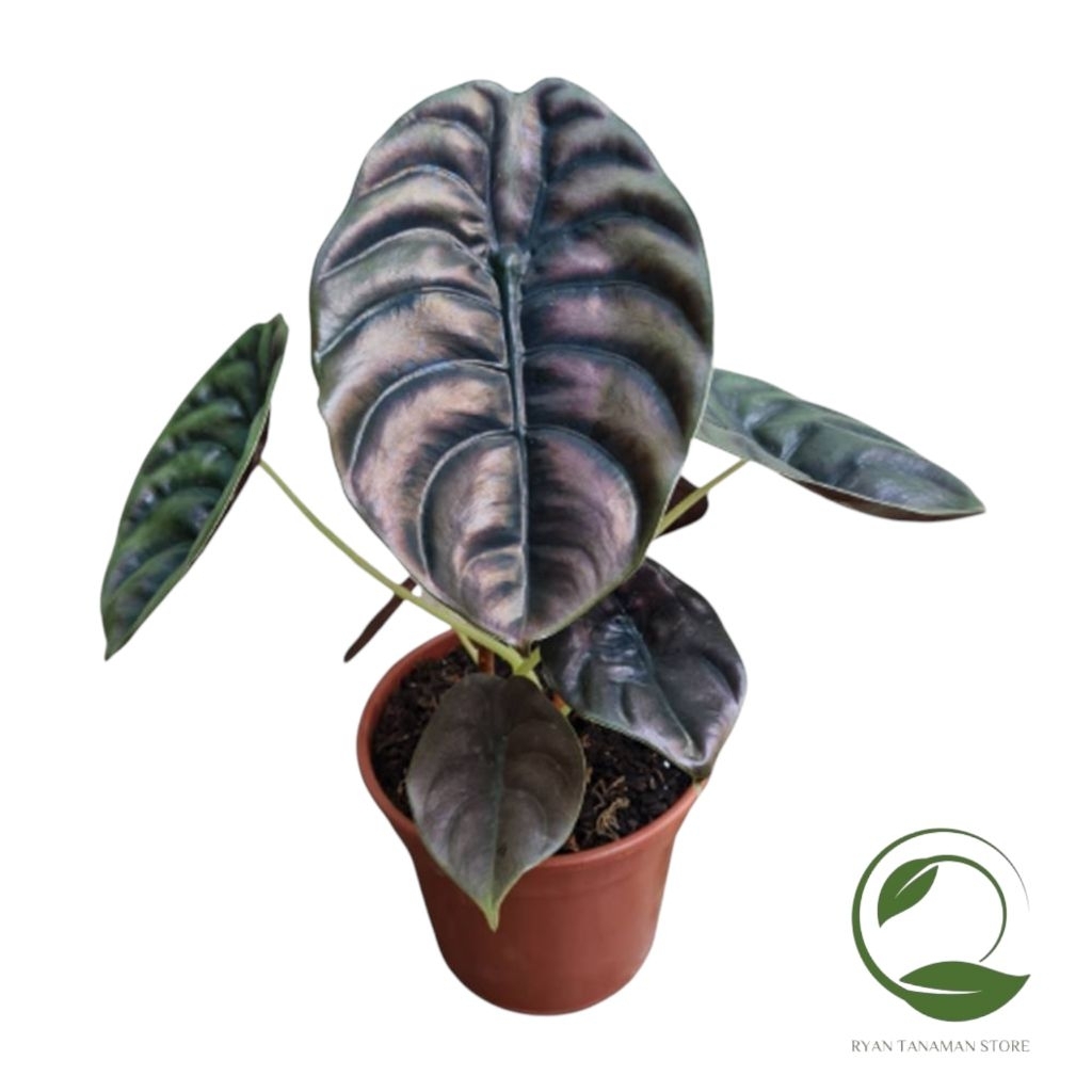Tanaman Hias Alocasia Cuprea Hitam - Alocasia Tengkorak Hitam