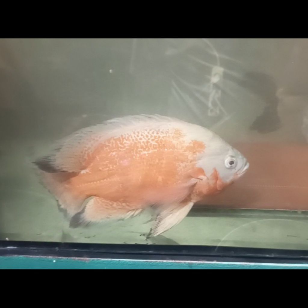 oscar paris albino slayer 5jari