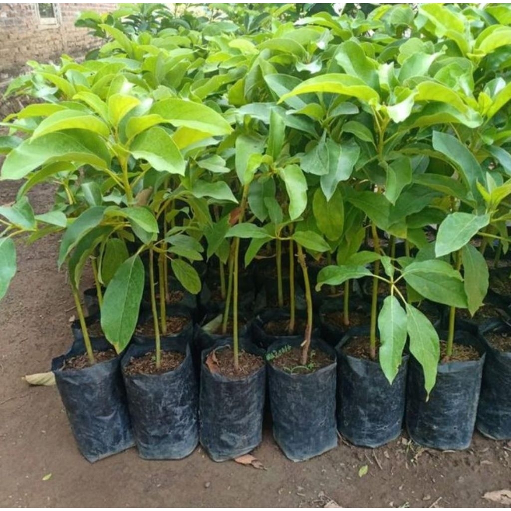 bibit alpukat aligator super