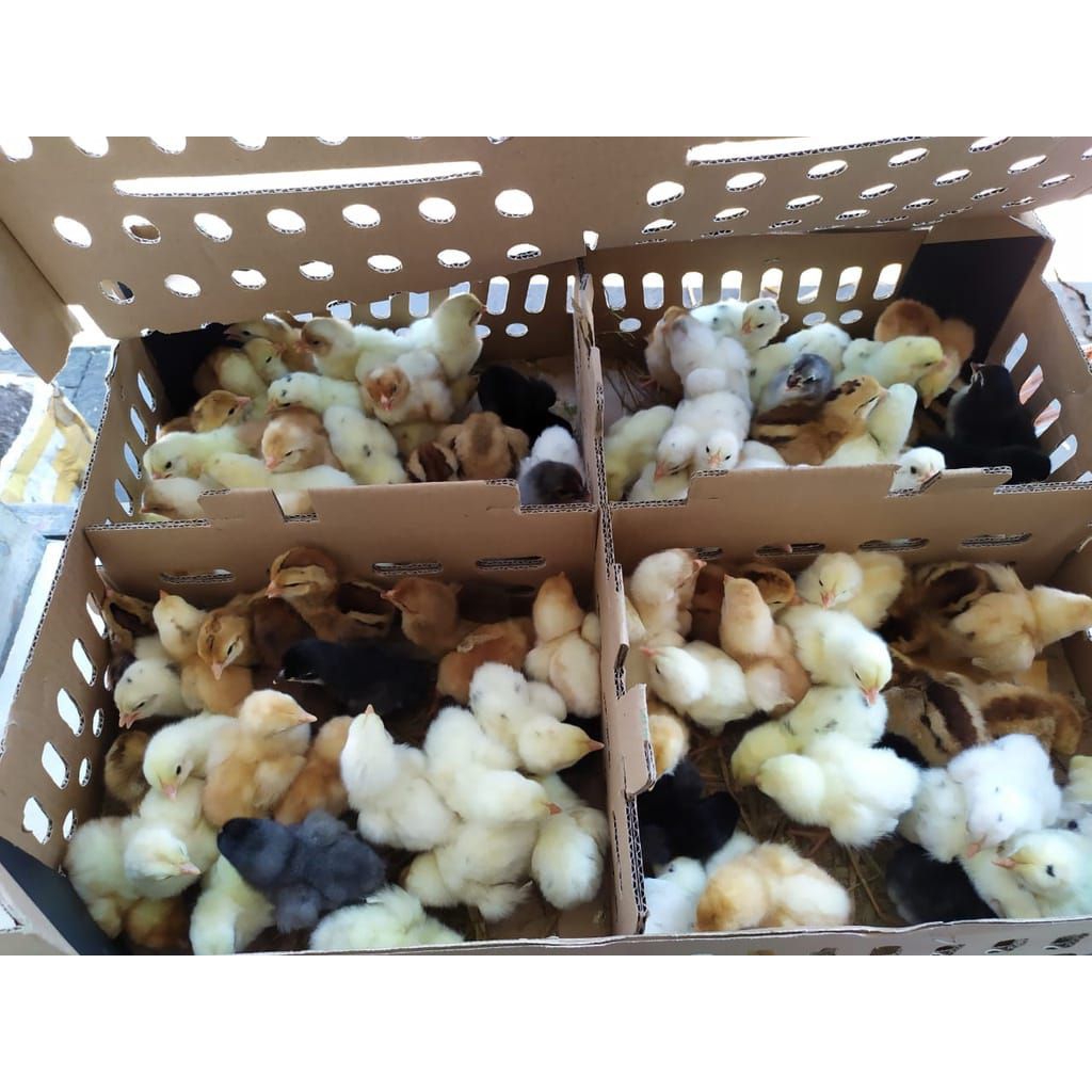 Doc Ayam Joper Pedaging ( Jowo Super) SUDAH VAKSIN