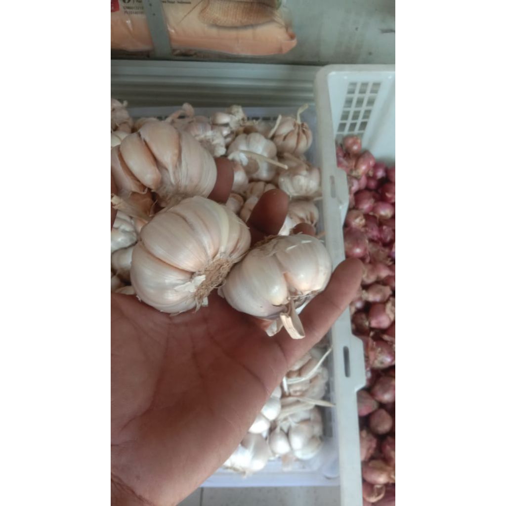 bawang putih 1kg