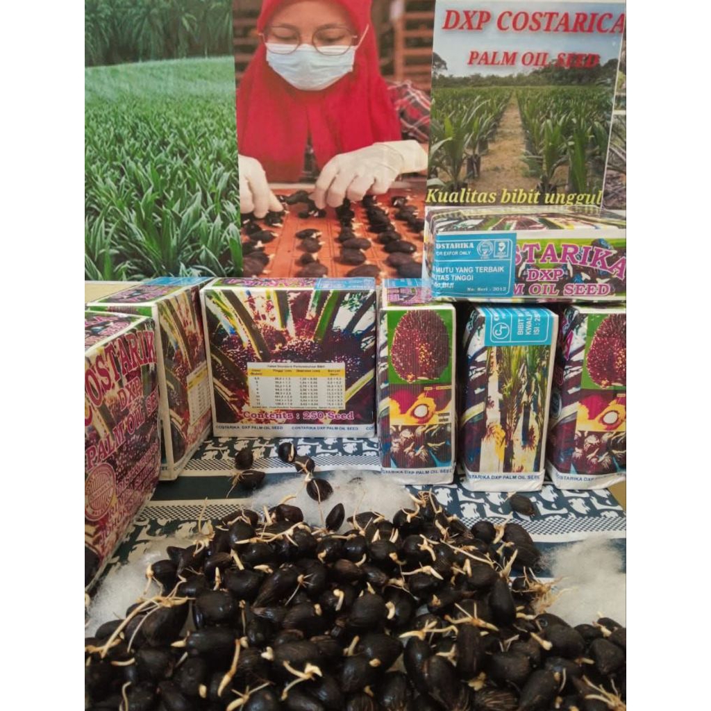 Benih Sawit Unggul DxP COSTARIKA THEMBA Malaysia Asli