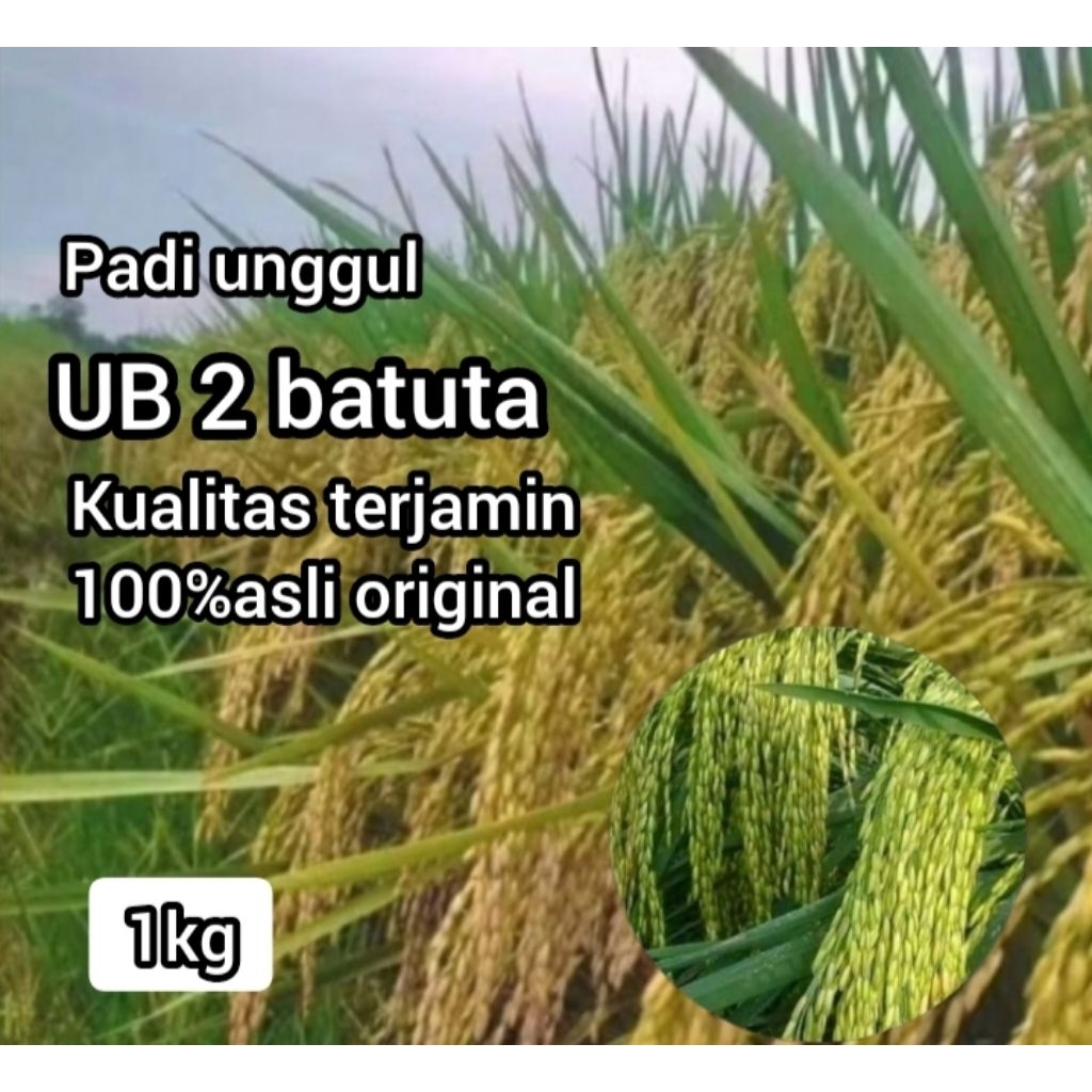 Benih bibit padi ub 2 batuta kemasan 1kg kualitas terjamin asli