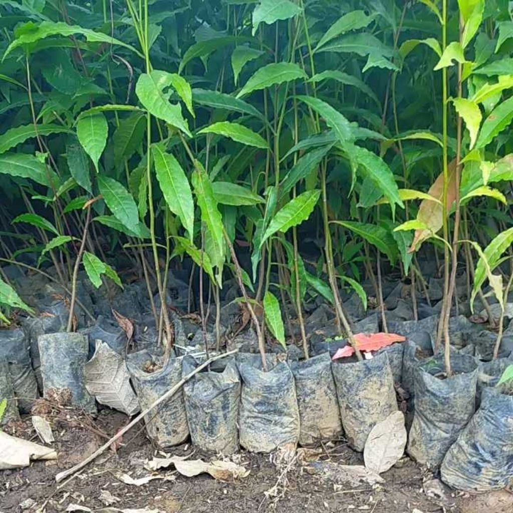 bibit jenitri super unggul