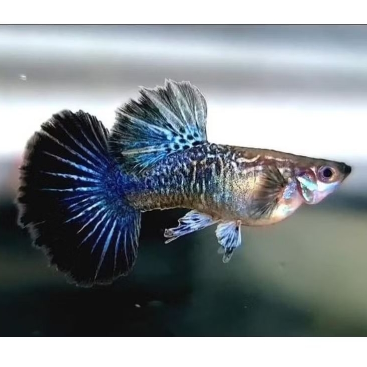 ikan guppy blue dragon sepasang
