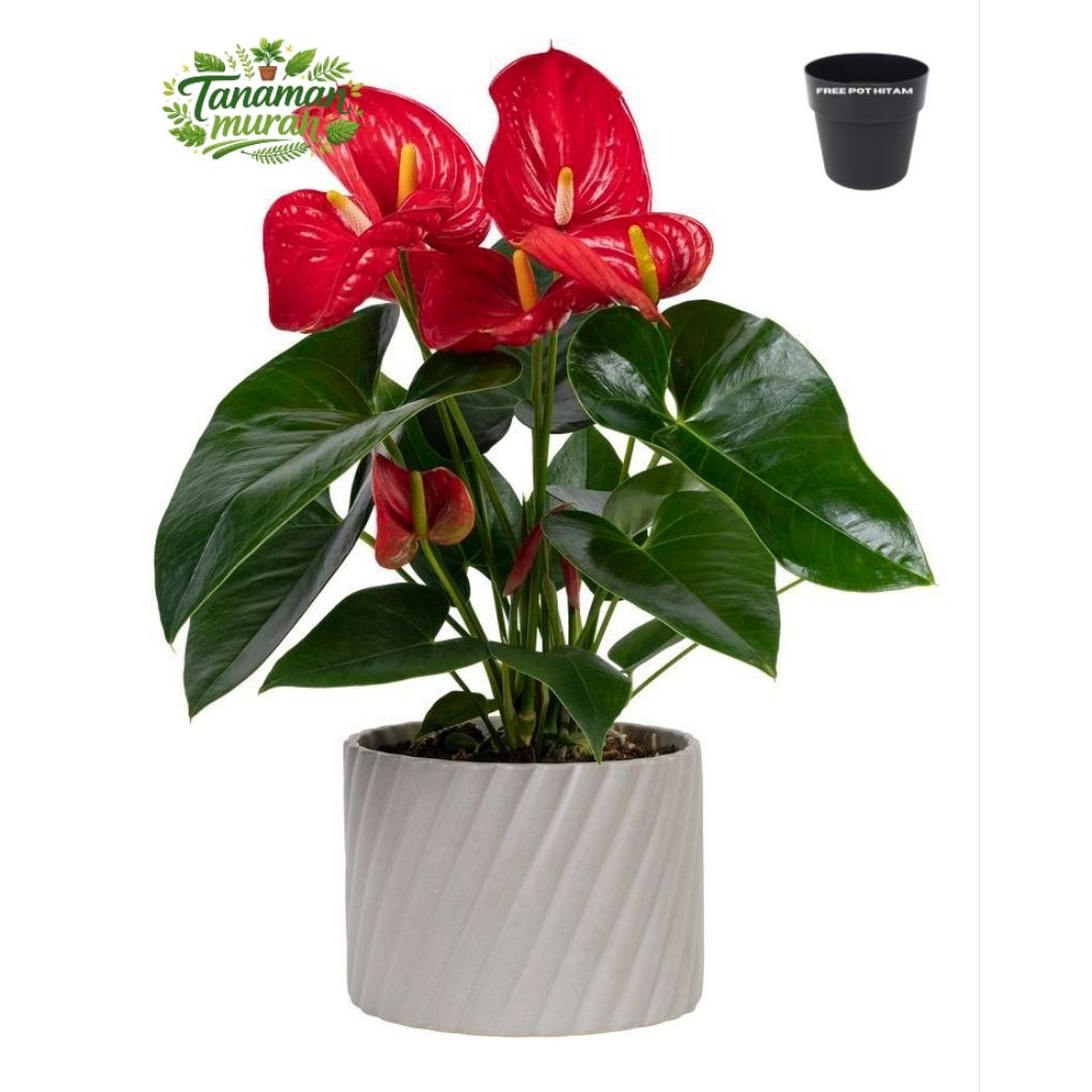 Tanaman Hias Anturium Mickey Mouse Bunga Merah Anthurium Antorium Termurah+pot hitam