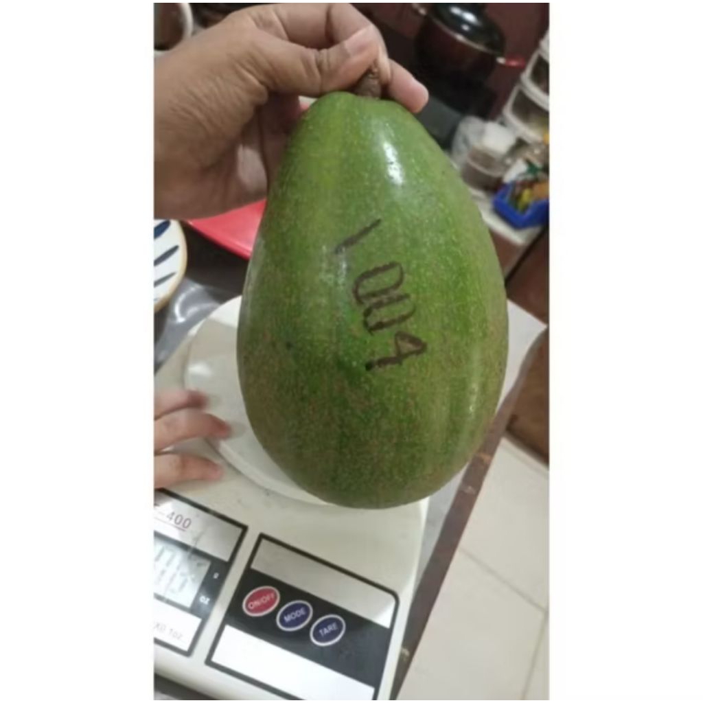 Alpukat Aligator 1 KG