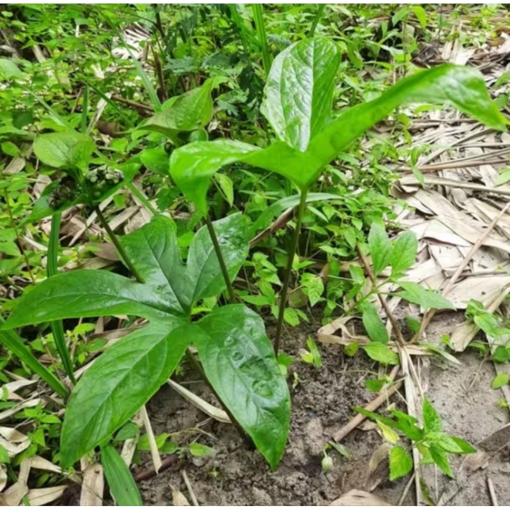 Bibit tanaman gadung tikus herbal organik