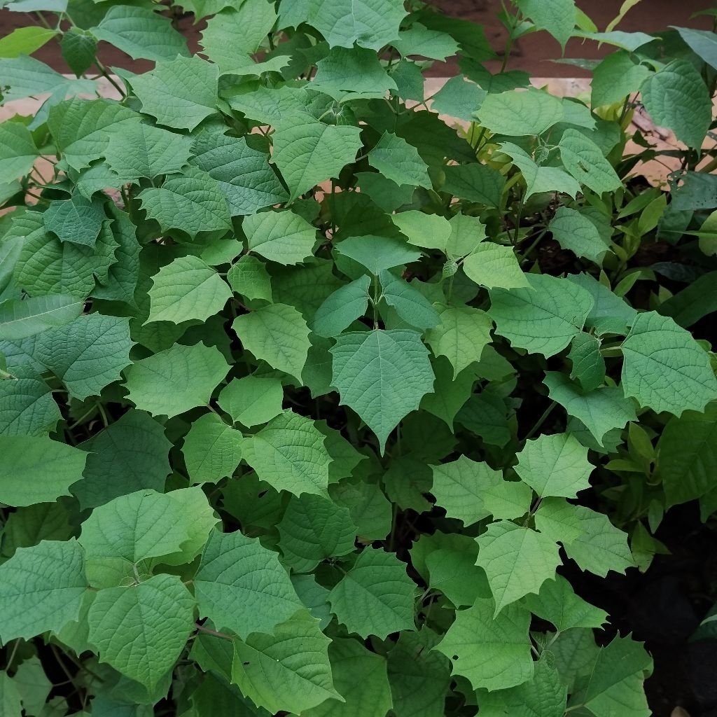 bibit gamelina(gmelina Arborea roxb)