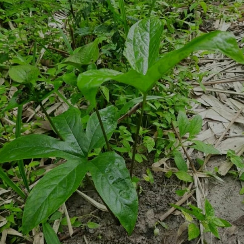 BIBIT TANAMAN HERBAL GADUNG TIKUS