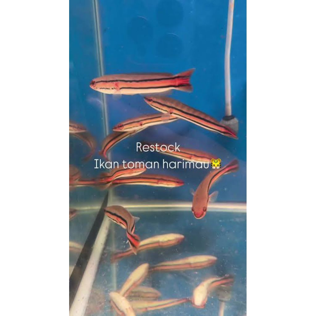 baby toman(toman goblin)khusus instan.