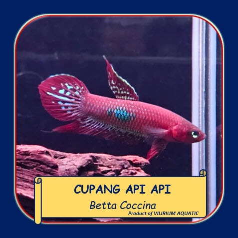 IKAN HIAS AIR TAWAR - CUPANG API API / BETTA COCCINA (IKAN CUPANG ALAM / WILD BETTA)