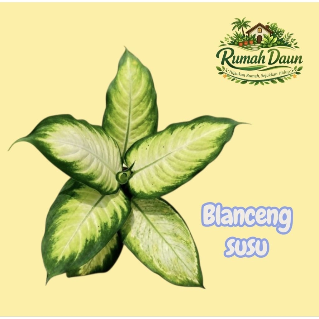 tanaman hias blanceng susu - pohon blanceng susu